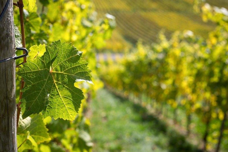 Concours des œnologues de France