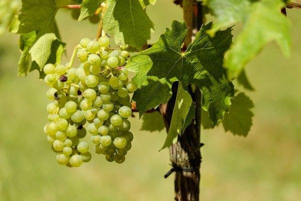Accueil Grape De Raisin Blanc