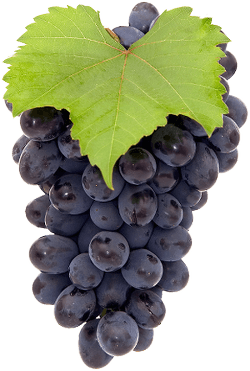 Accueil Grape De Raisin Noir