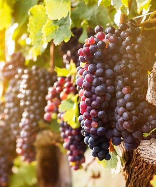 Accueil Grapes de raisin