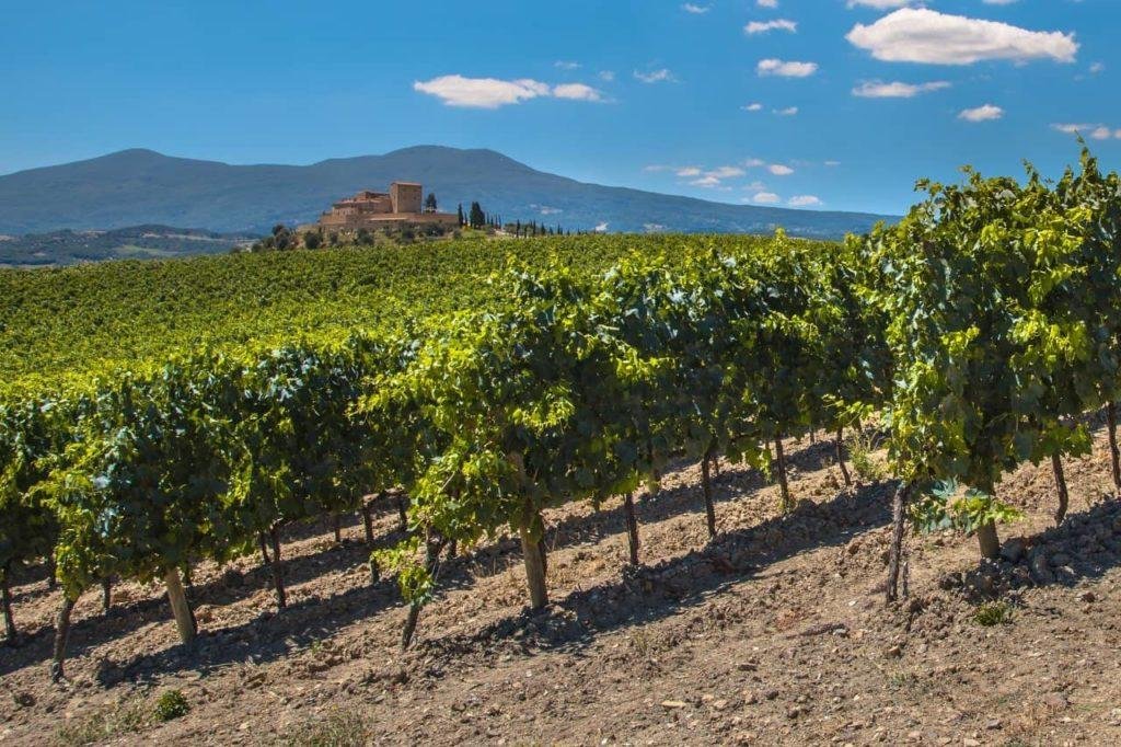Accueil Vignes du domaine